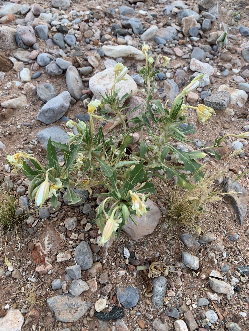Oenothera deltoides subsp. ambigua photo 2