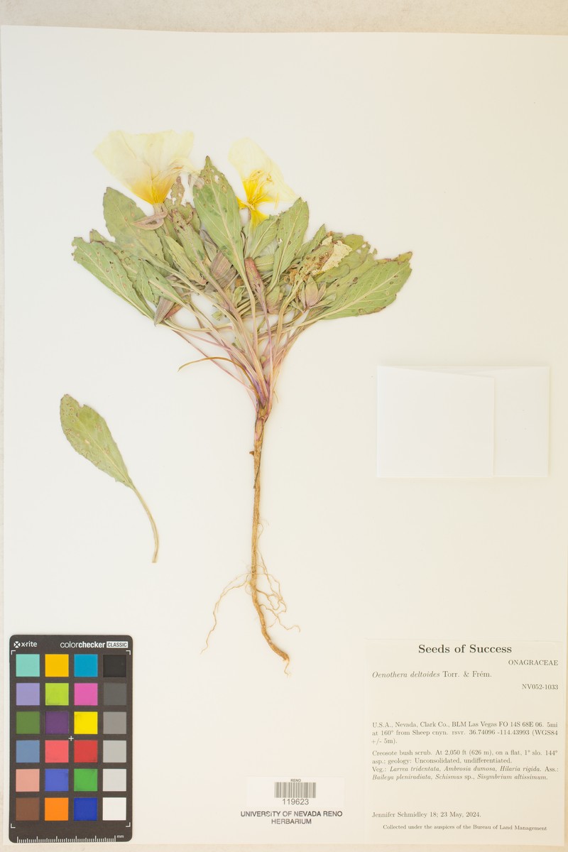 Oenothera deltoides subsp. ambigua photo 3