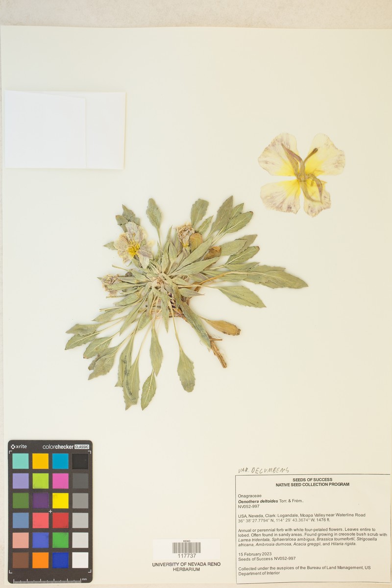 Oenothera deltoides subsp. ambigua photo 4
