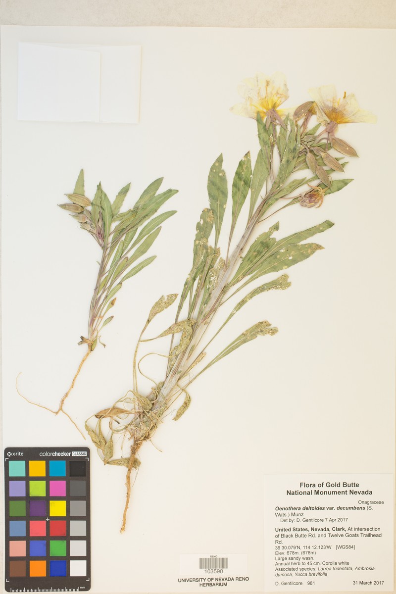 Oenothera deltoides subsp. ambigua photo 5