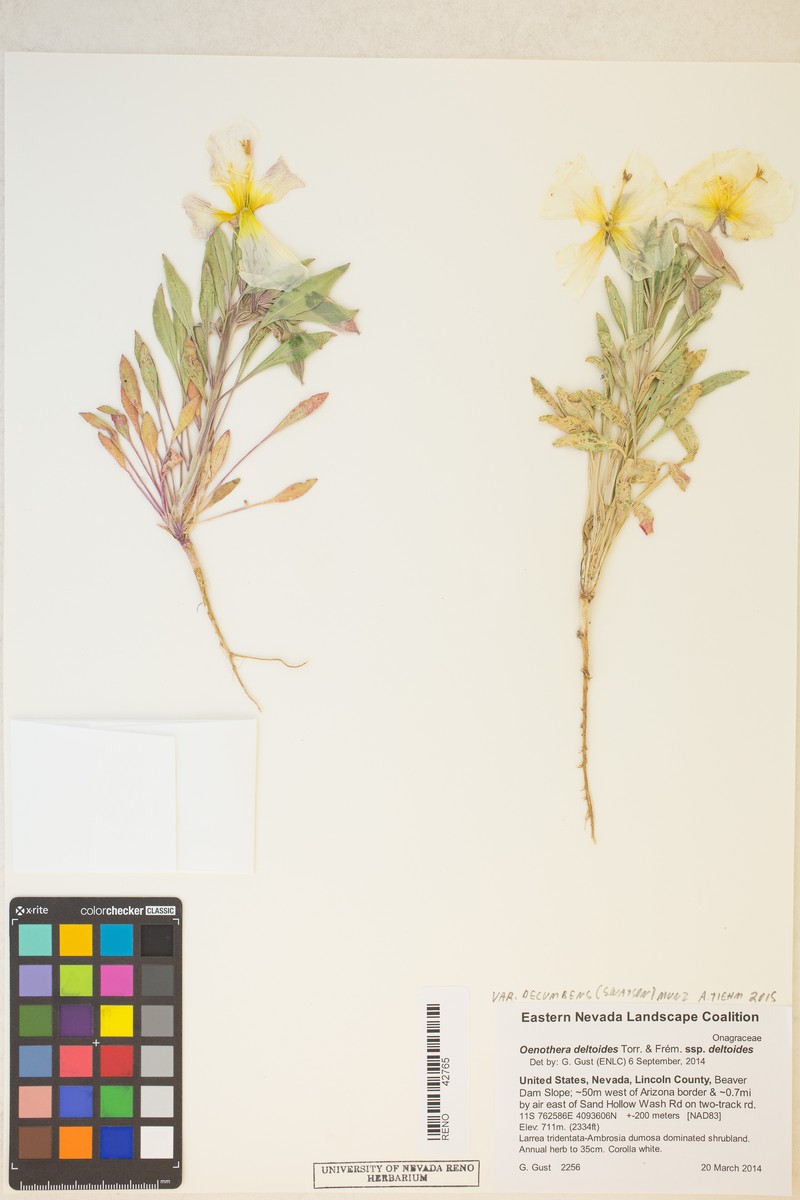 Oenothera deltoides subsp. ambigua photo 6