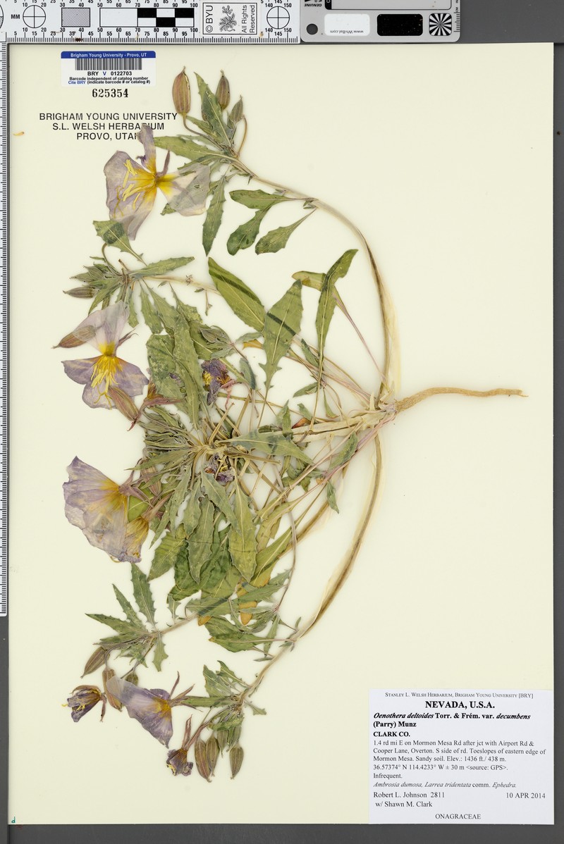 Oenothera deltoides subsp. ambigua photo 7