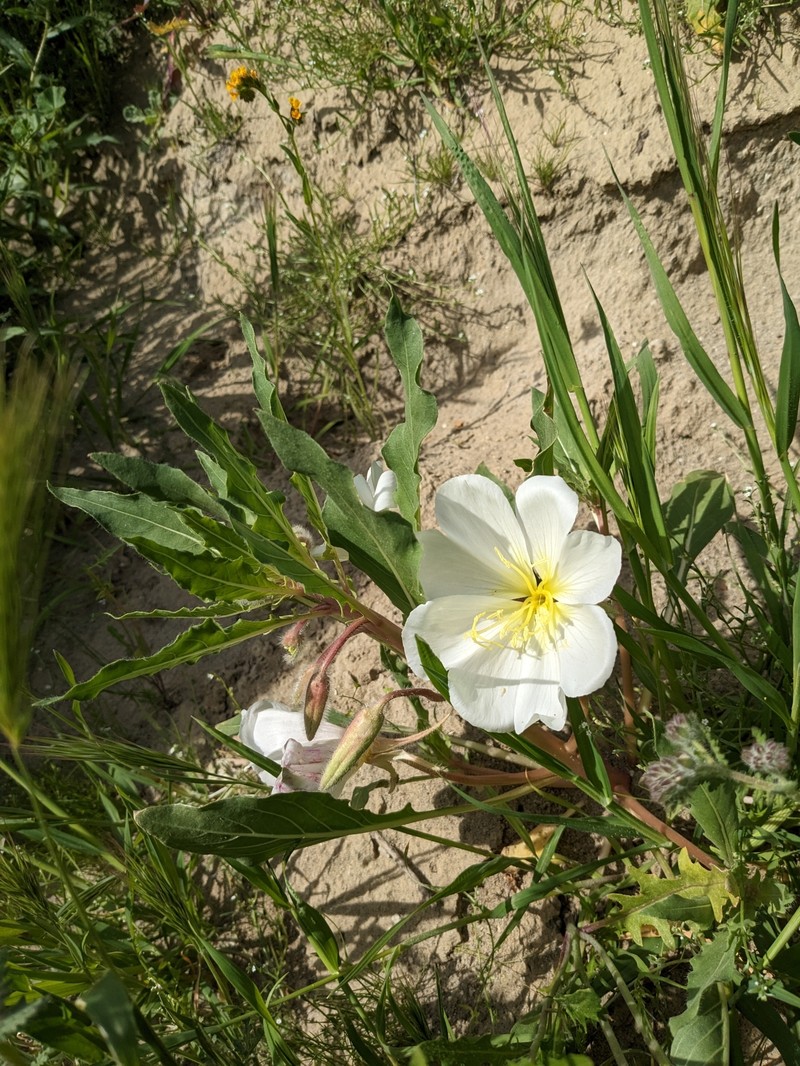 Oenothera deltoides subsp. cognata