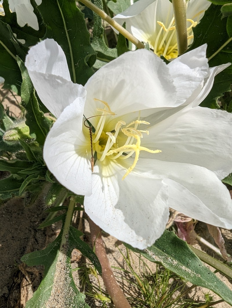 Oenothera deltoides subsp. cognata photo 2
