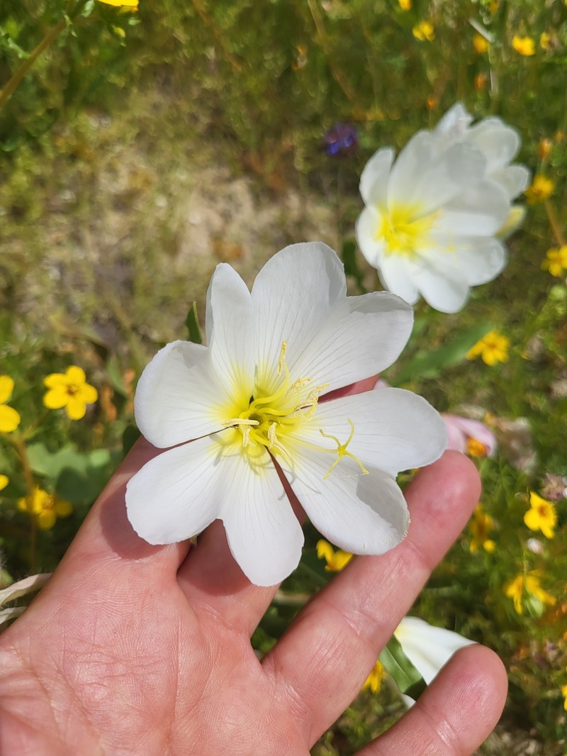 Oenothera deltoides subsp. cognata photo 3