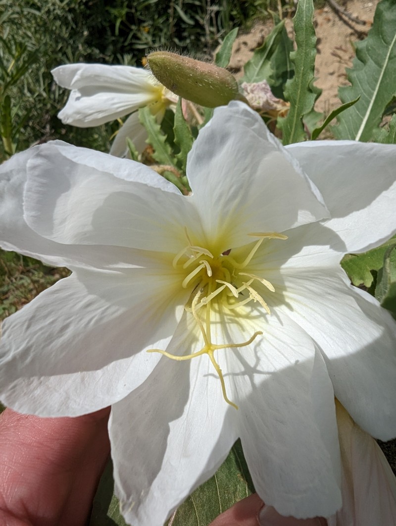 Oenothera deltoides subsp. cognata photo 4