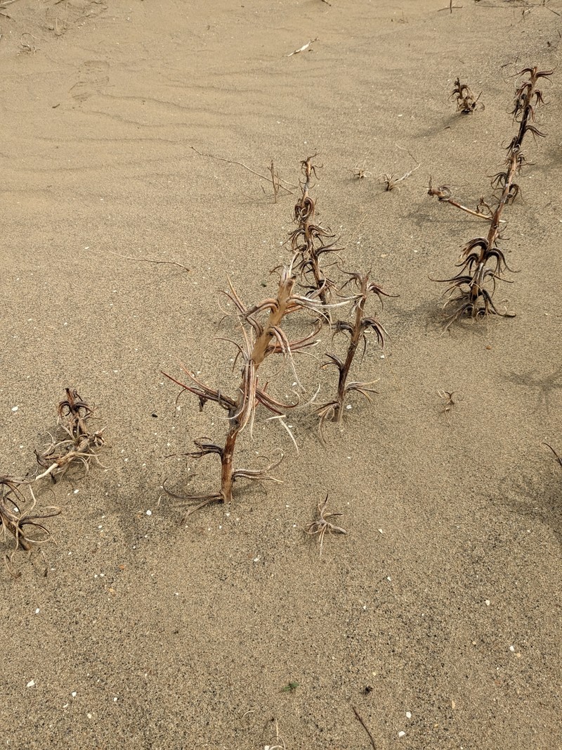 Oenothera deltoides subsp. cognata photo 5
