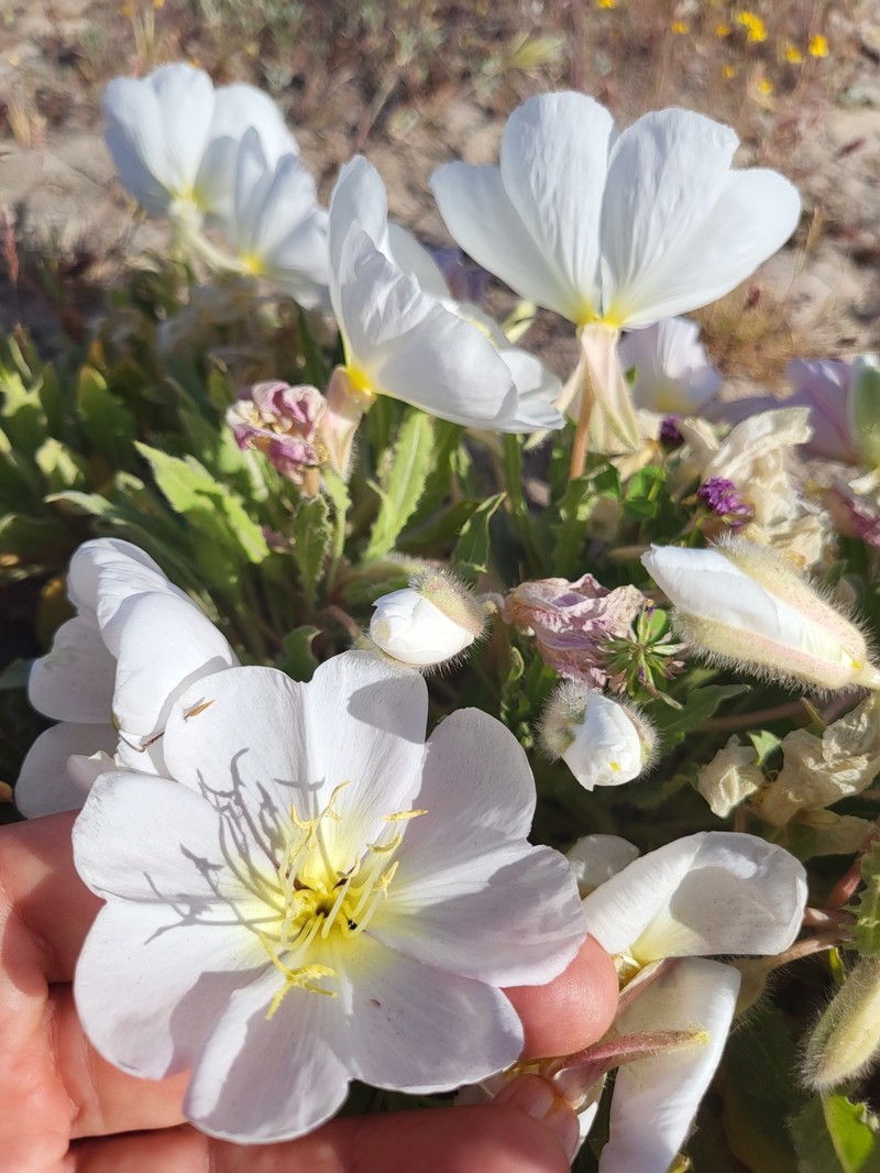 Oenothera deltoides subsp. cognata photo 6
