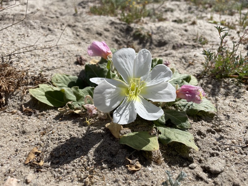 Oenothera deltoides subsp. cognata photo 7