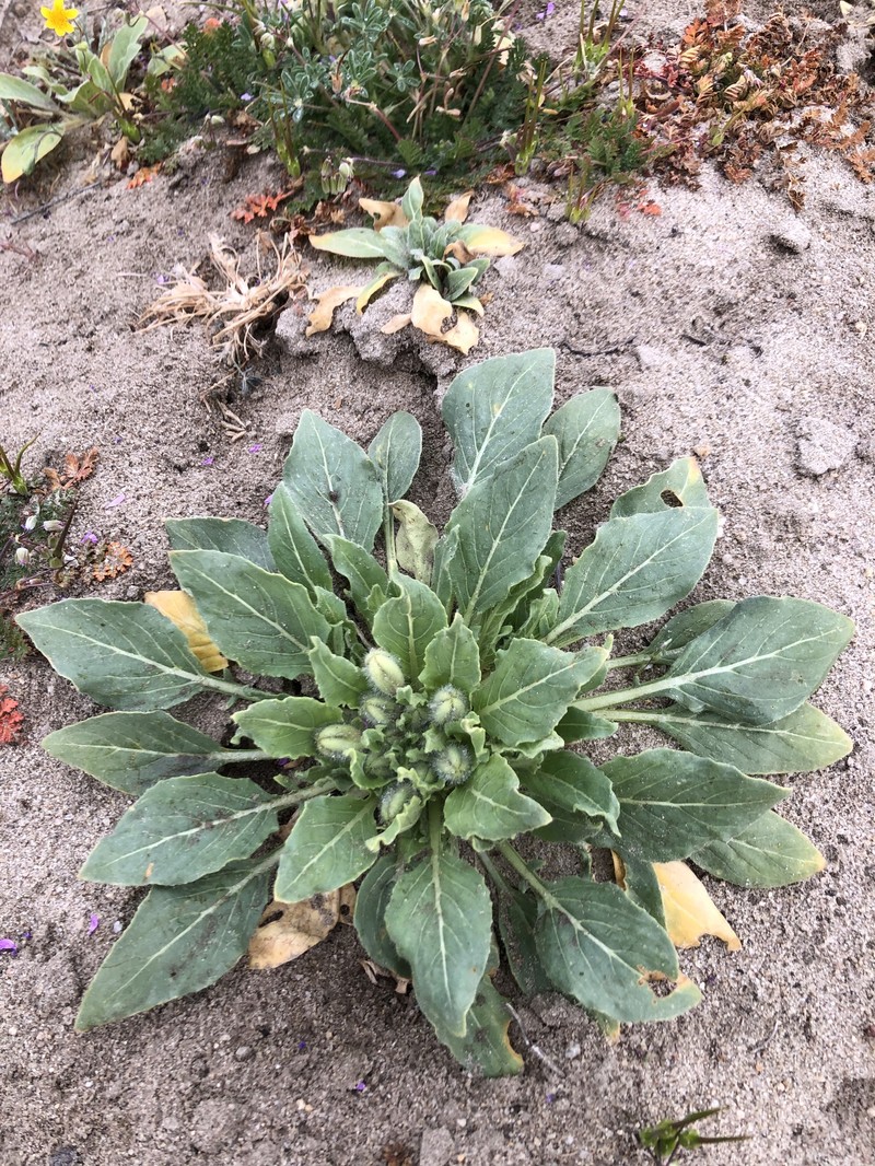 Oenothera deltoides subsp. cognata photo 8