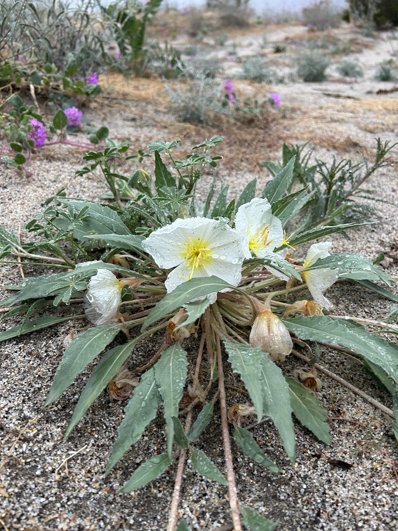 Oenothera deltoides subsp. deltoides