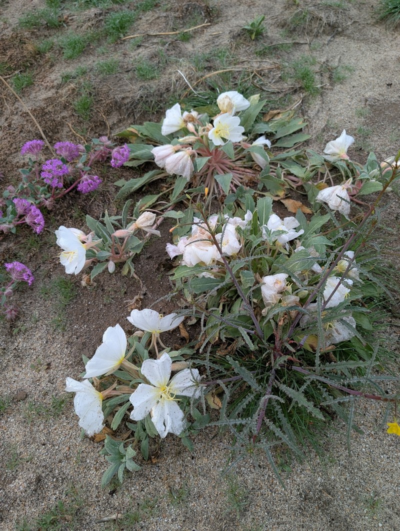 Oenothera deltoides subsp. deltoides photo 2