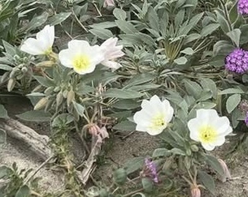 Oenothera deltoides subsp. deltoides photo 3