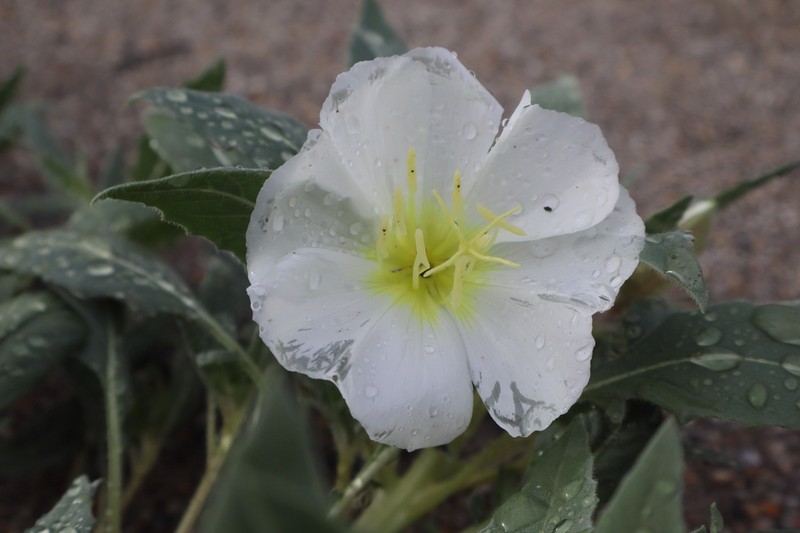 Oenothera deltoides subsp. deltoides photo 4