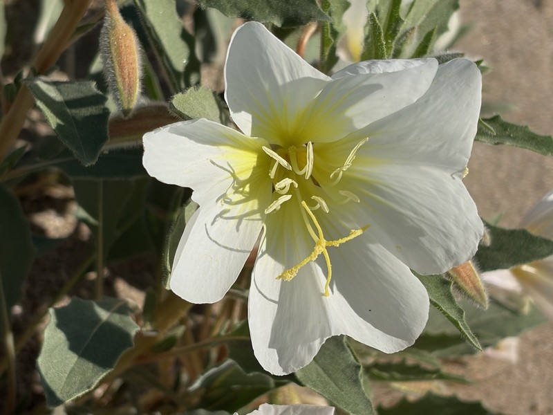 Oenothera deltoides subsp. deltoides photo 5