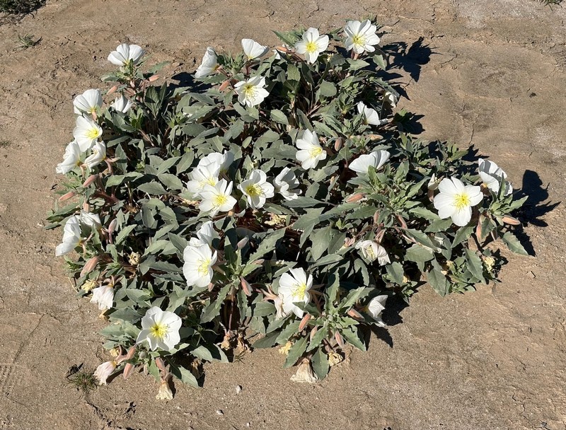 Oenothera deltoides subsp. deltoides photo 6