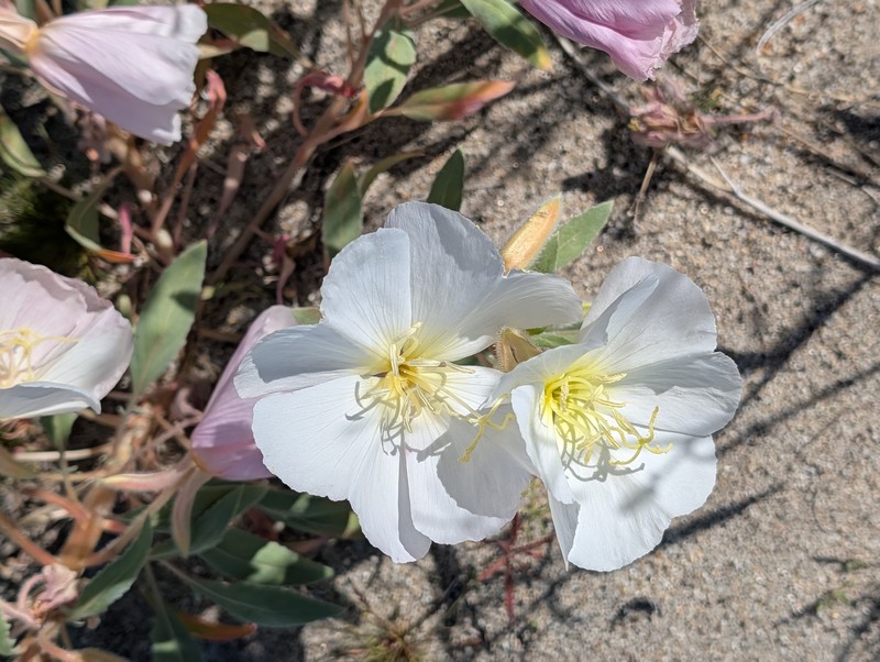 Oenothera deltoides subsp. deltoides photo 7