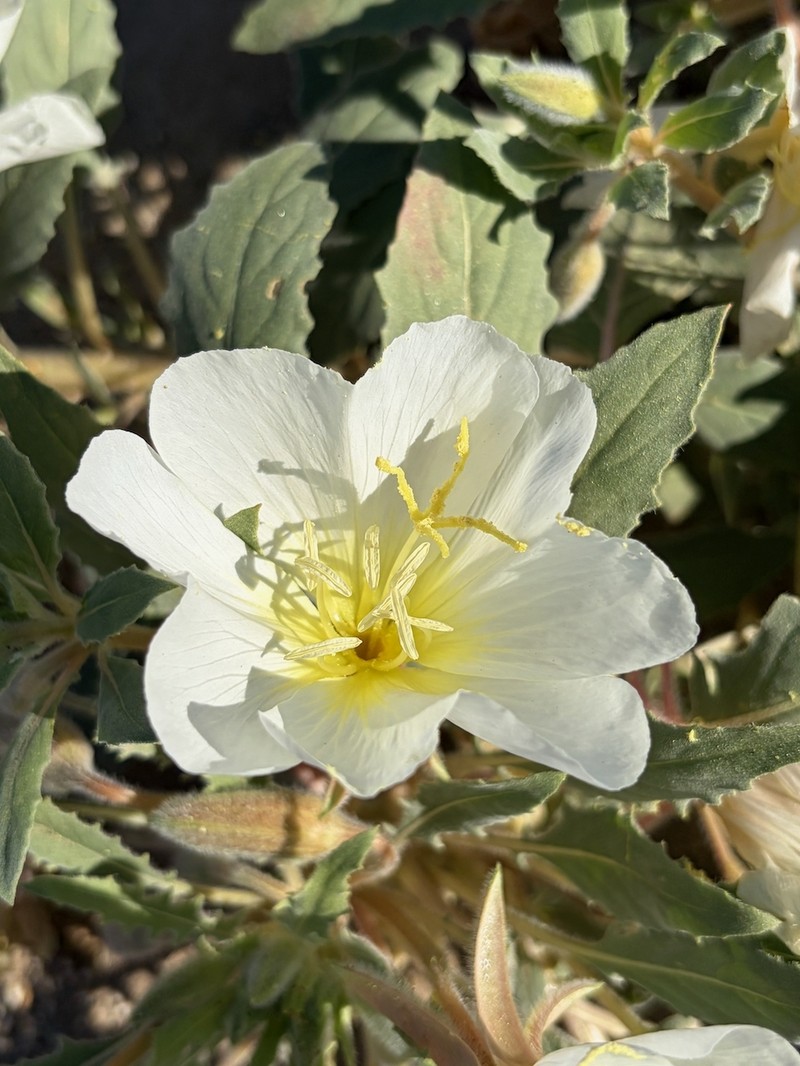 Oenothera deltoides subsp. deltoides photo 8