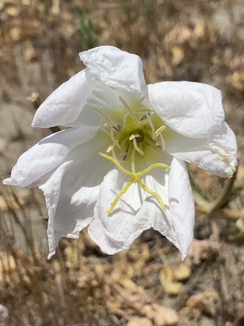 Oenothera deltoides subsp. howellii