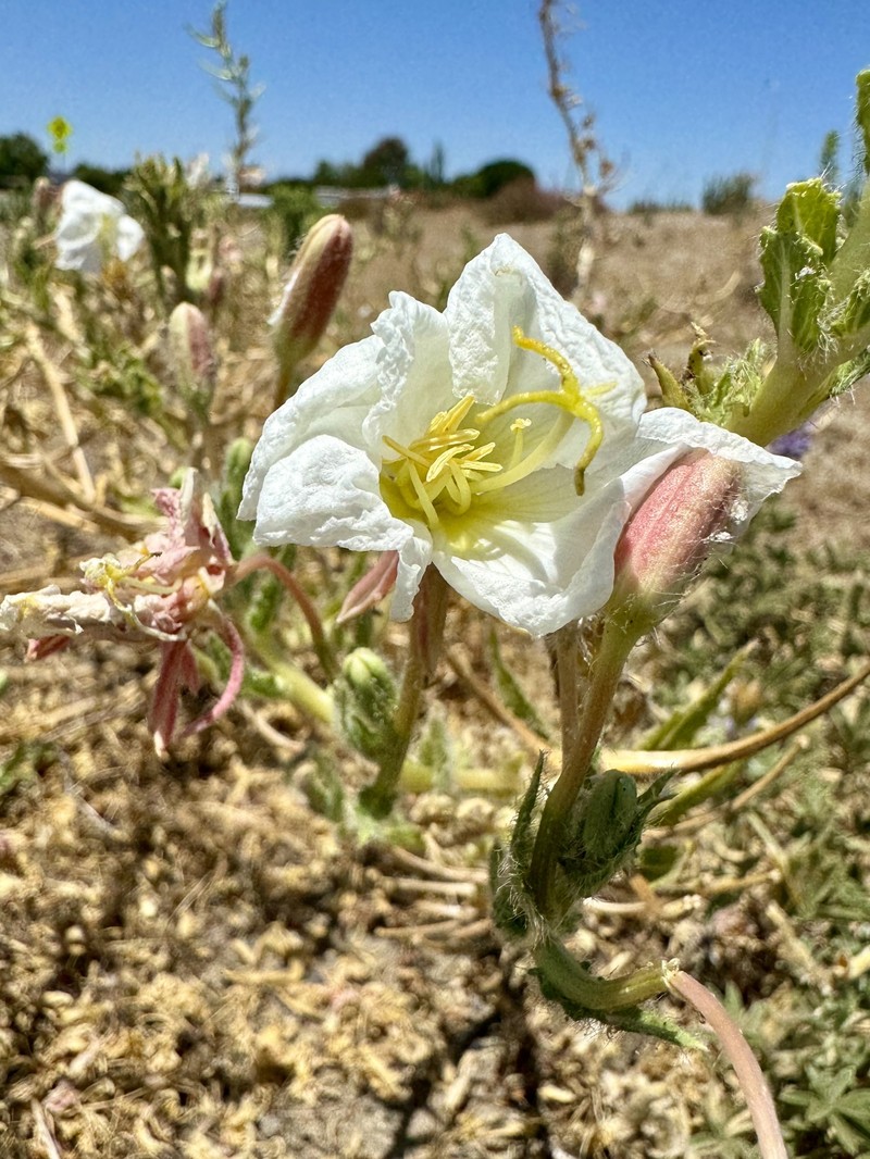 Oenothera deltoides subsp. howellii photo 2