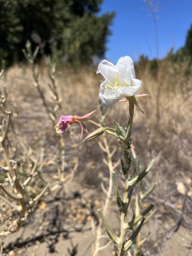 Oenothera deltoides subsp. howellii photo 3