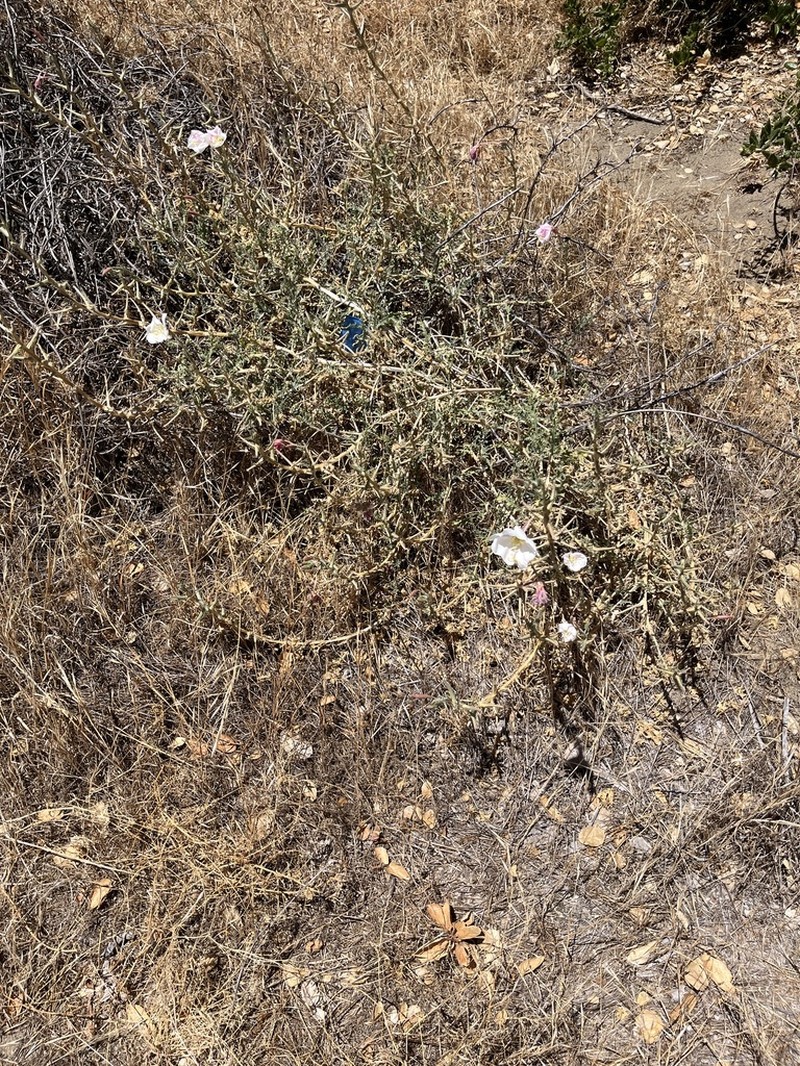 Oenothera deltoides subsp. howellii photo 4