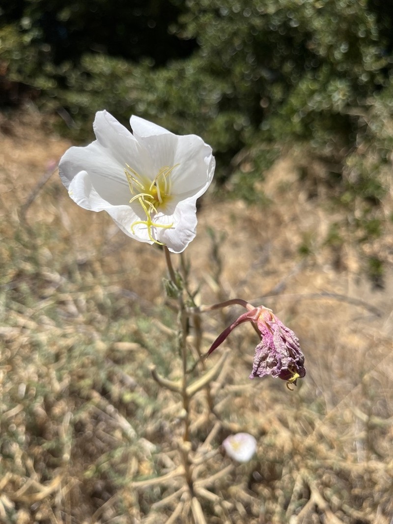 Oenothera deltoides subsp. howellii photo 5