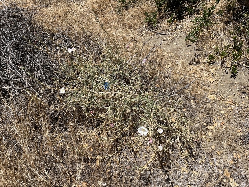 Oenothera deltoides subsp. howellii photo 6