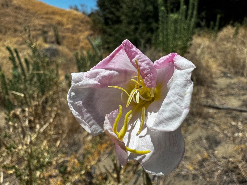 Oenothera deltoides subsp. howellii photo 7