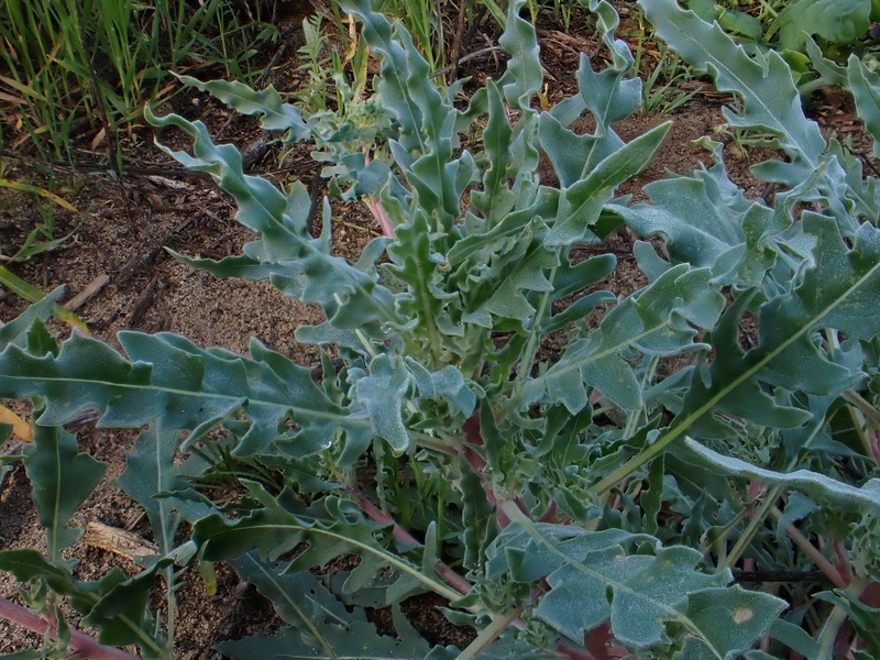 Oenothera deltoides subsp. howellii photo 8