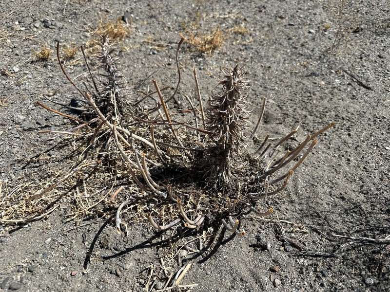Oenothera deltoides subsp. piperi