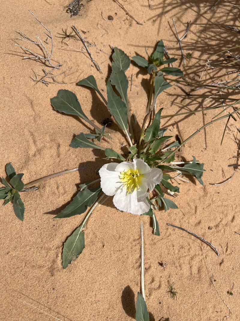 Oenothera deltoides subsp. piperi photo 2