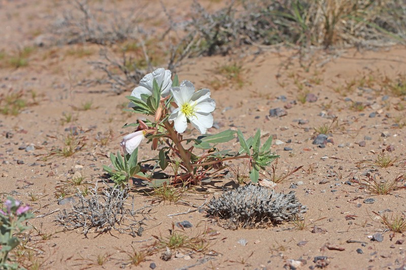 Oenothera deltoides subsp. piperi photo 3