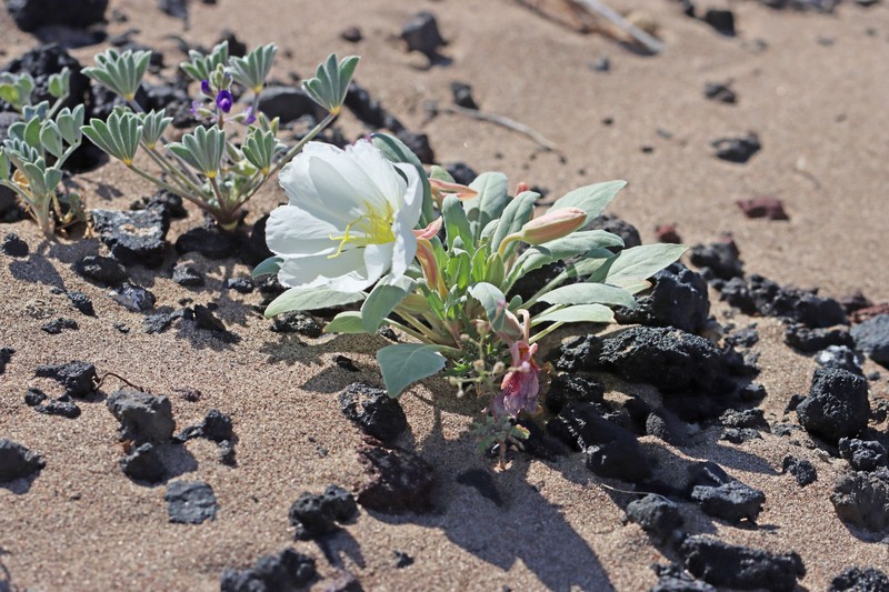 Oenothera deltoides subsp. piperi photo 4