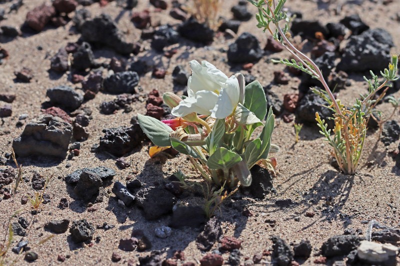 Oenothera deltoides subsp. piperi photo 5