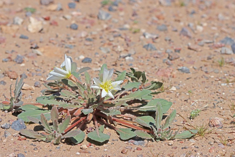 Oenothera deltoides subsp. piperi photo 6
