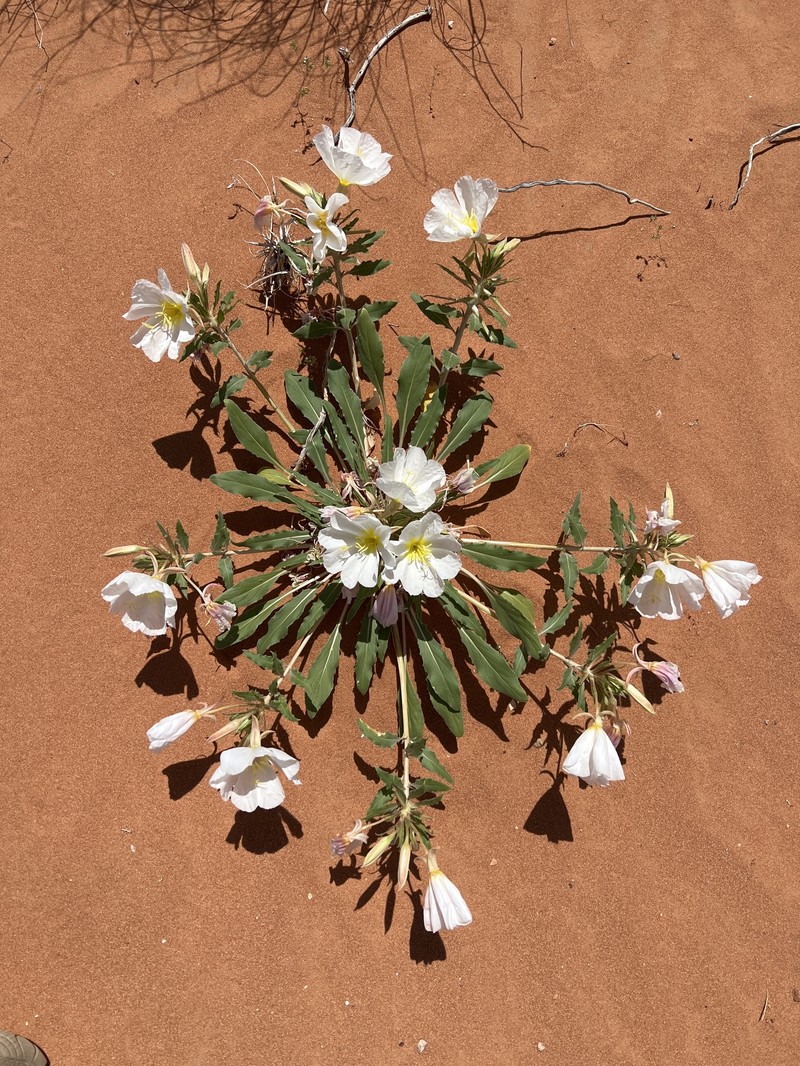 Oenothera deltoides subsp. piperi photo 7