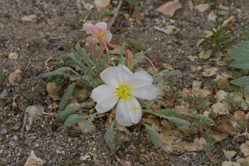 Oenothera deltoides subsp. piperi photo 8