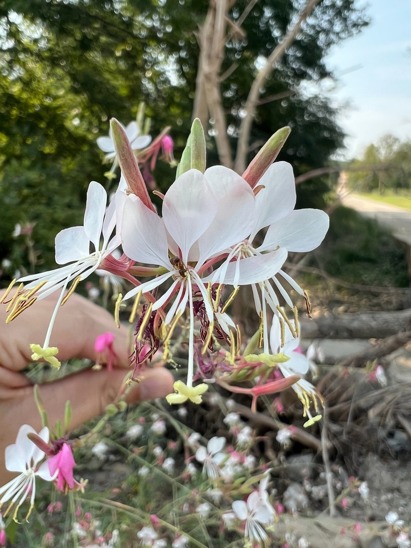 Demaree's Beeblossom