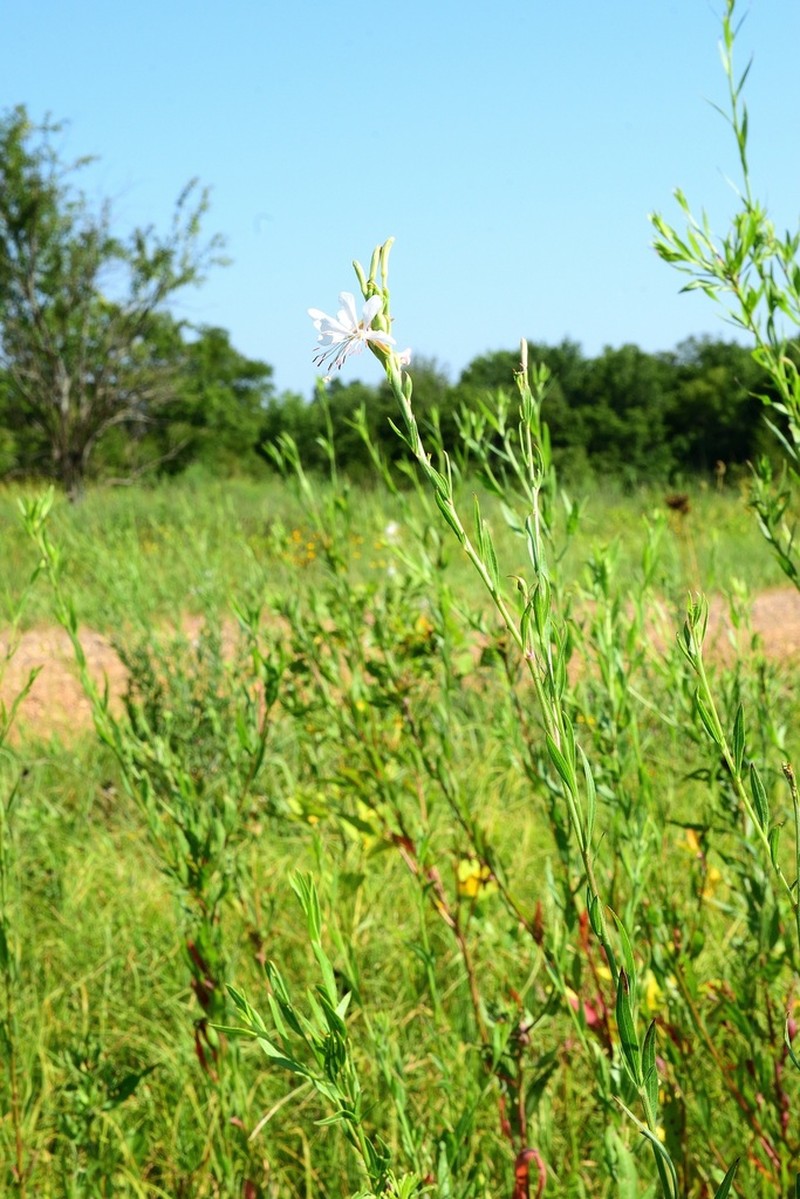 Demaree's Beeblossom photo 2