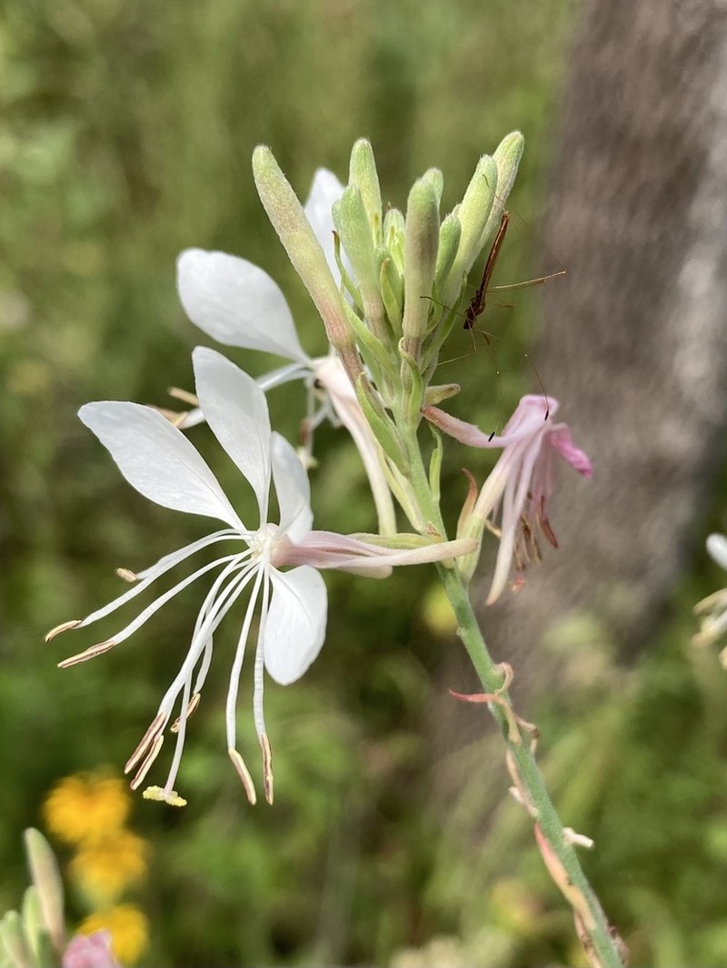 Demaree's Beeblossom photo 3