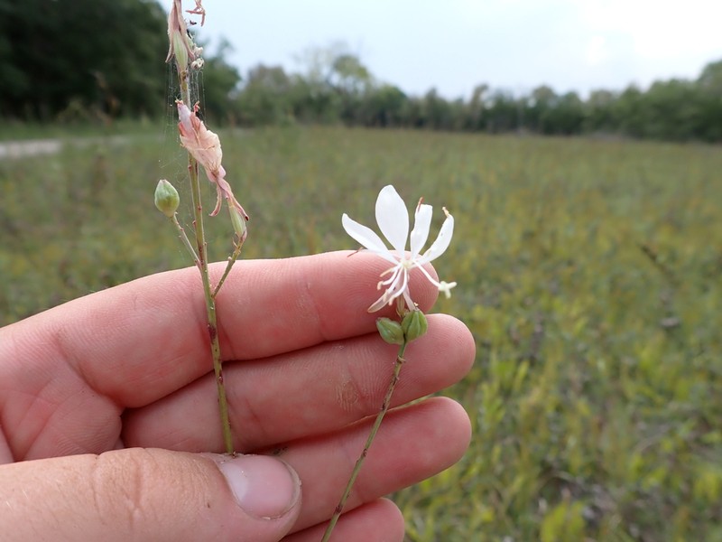 Demaree's Beeblossom photo 4