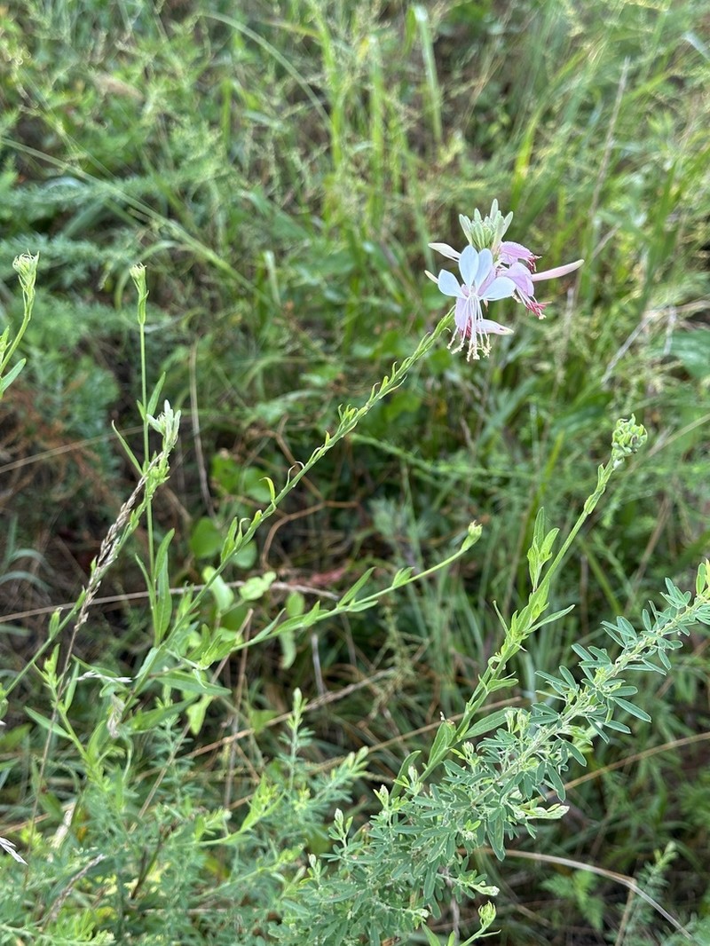 Demaree's Beeblossom photo 5