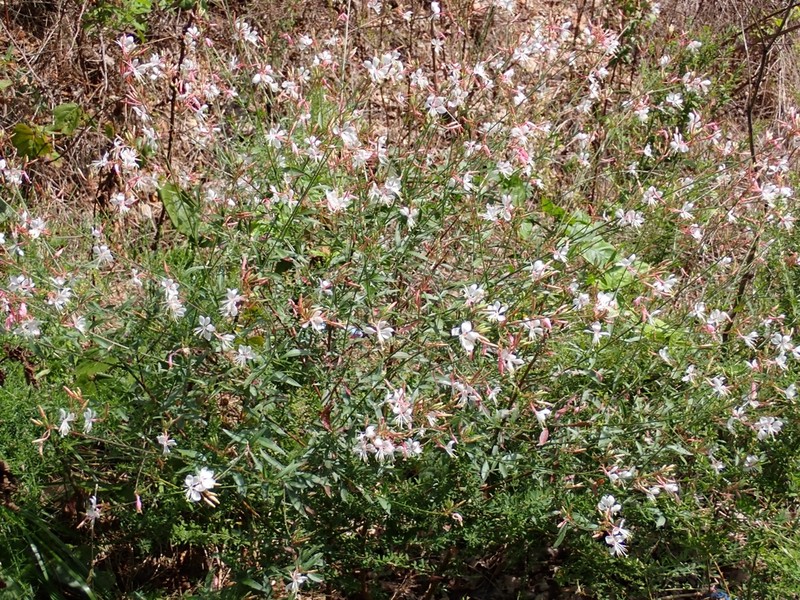Demaree's Beeblossom photo 6