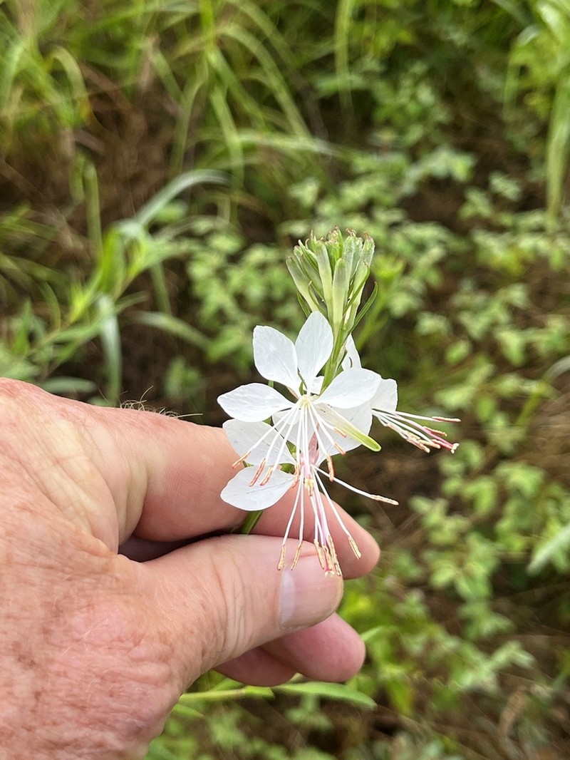 Demaree's Beeblossom photo 7