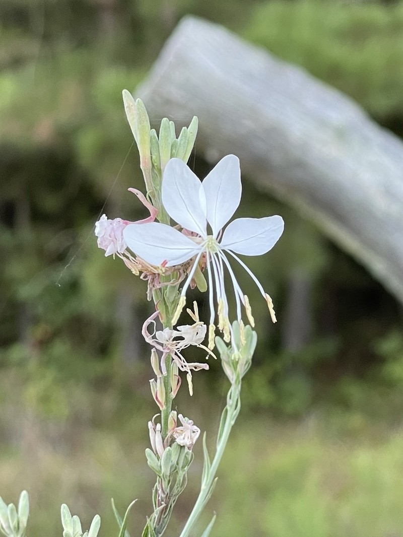 Demaree's Beeblossom photo 8