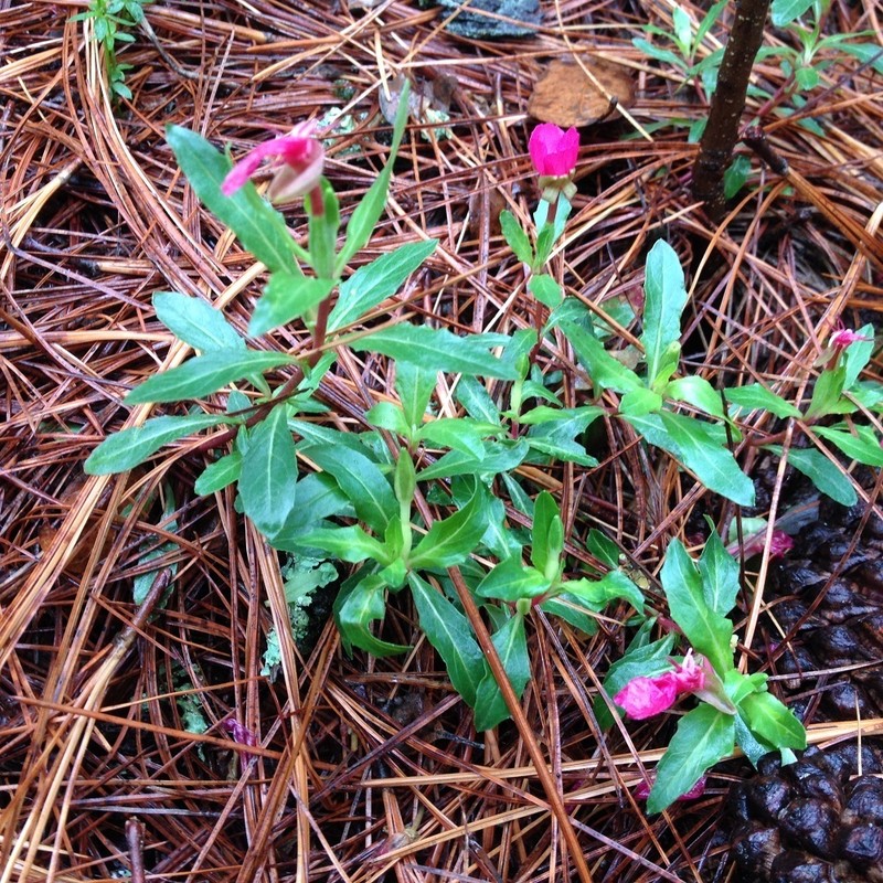 Oenothera deserticola