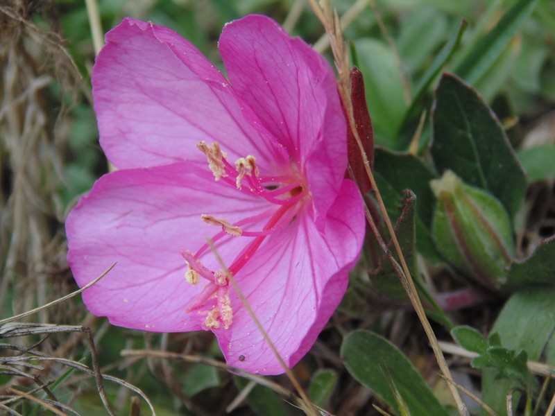 Oenothera deserticola photo 2