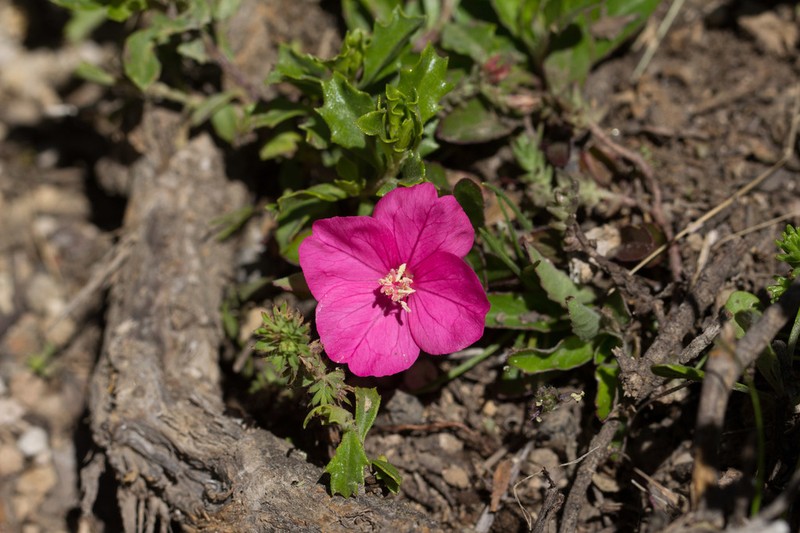 Oenothera deserticola photo 3