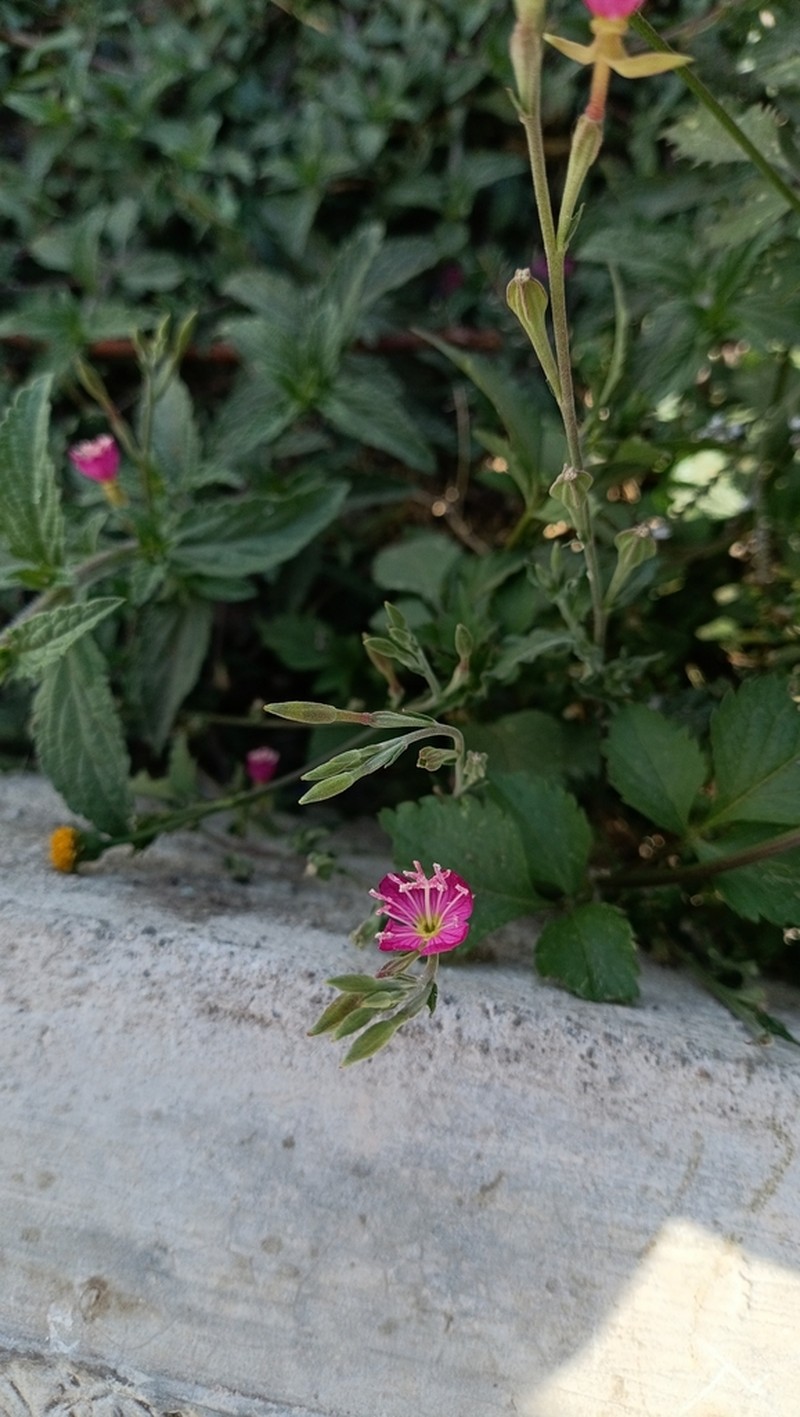 Oenothera deserticola photo 4